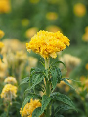 yellow color Cockscomb flowers Name of Celosia cristata The flowers are small in size but will stick together into the same bouquet