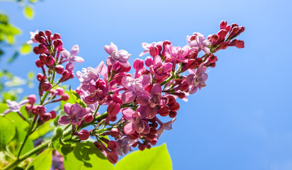 Flowering branch of lilac on a background of blue sky in spring garden © OLAYOLA