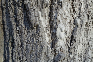 Background tree bark in different variations
