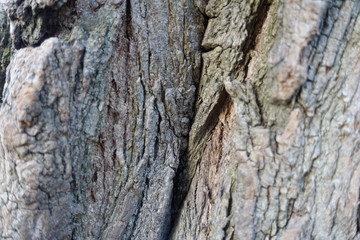 Background tree in different variations