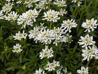 Ibéris toujours vert ou ibéris corbeille d'argent  (Iberis sempervirens)