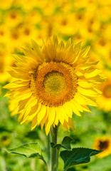 Fototapeta premium Sunflower field, Provence, France, shallow focus