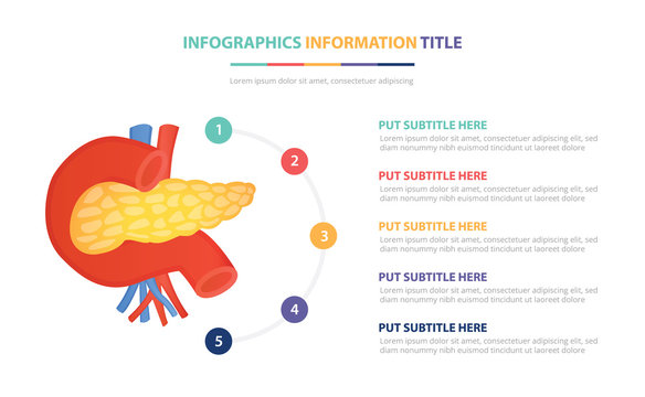 human pancreas anatomy infographic template concept with five points list and various color with clean modern white background - vector