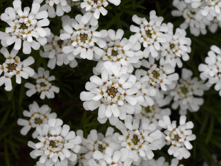 Ibéris toujours vert ou ibéris corbeille d'argent  (Iberis sempervirens)