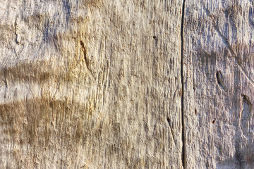 Fototapeta premium Background tree in different variations