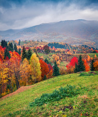 Great autumn scene of mountain valley. Colorful morning scene of Carpathian mountains, Kvasy village location, Ukraine, Europe. Beauty of nature concept background.