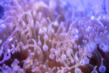 Macro shot of coral in deep sea.