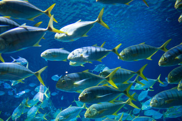 Fototapeta na wymiar underwater world ocean corals fish