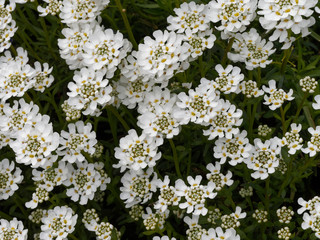 Iberis sempervirens - Ib&eacute;ris toujours vert ou corbeille d'argent 