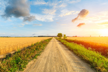 Rural dirt road and yellow wheat field  natural landscape