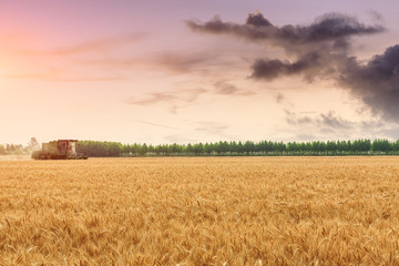 Fototapeta premium Combine harvester harvesting yellow wheat at sunset