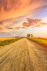Rural dirt road and yellow wheat field  natural landscape