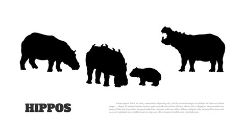 Black silhouette of hippopotamus family on white background. Isolated scene with hippos.  Landscape of wild african animals