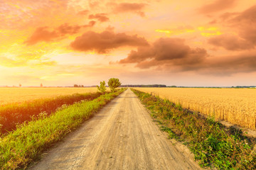 Fototapeta na wymiar Rural dirt road and yellow wheat field natural landscape