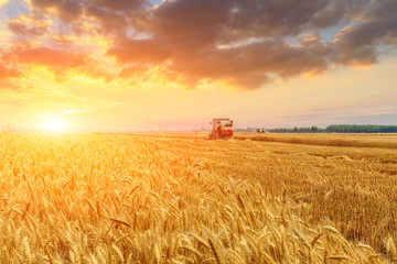 Combine harvester harvesting yellow wheat at sunset