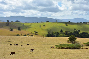 Fototapeta na wymiar Panoramic View with cattle at Atherton Tablelands, Queensland, Australia