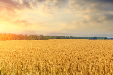 Fototapeta premium Wheat crop field sunset landscape