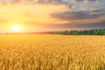 Wheat crop field sunset landscape