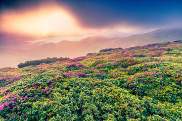 Dramatic summer sunrise with fields of blooming rhododendron flowers. Splendid outdoors scene in...