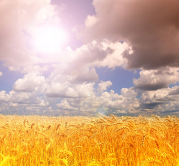 Naklejka premium Wheat field against a blue sky