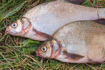 Several common bream fish on green grass. Catching freshwater fish on natural background..