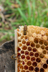 Close up view of the working bee on the honeycomb with sweet honey..