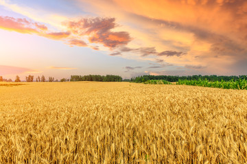 Wheat crop field sunset landscape © ABCDstock