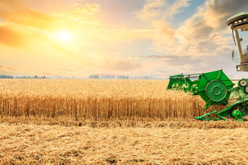 Combine harvester harvesting yellow wheat at sunset