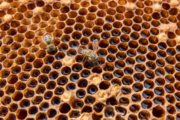 Close up view of the working bee on the honeycomb with sweet honey..