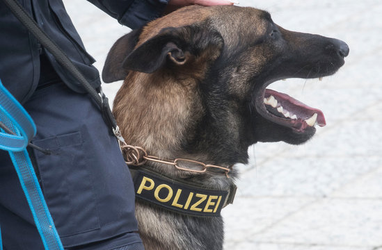 493 Best Polizeihund Images Stock Photos Vectors Adobe Stock
