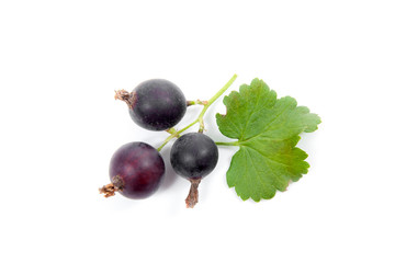 Black currant berry isolated on white. A bunch of black currant..