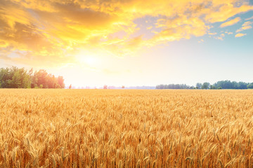 Wheat crop field sunset landscape