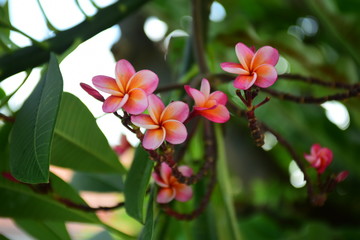 Obraz premium Colorful Flowers Garden Plumeria Flower Blooming ,Beautiful Flowers Garden Blooming