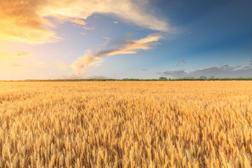 Wheat crop field sunset landscape
