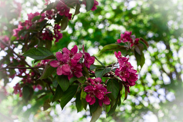 Beautiful flowers of pink cherry close up