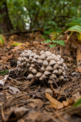 A lot of gray and brown mushrooms. A family of mushrooms in the grass and foliage.