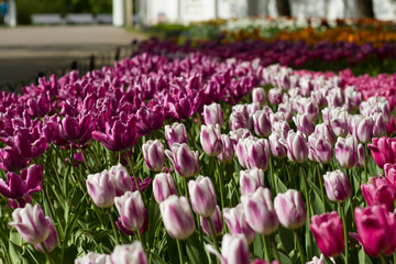 glade covered with many violet pink tulips