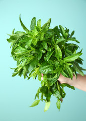 Female hand with bunch of fresh green mint on color background