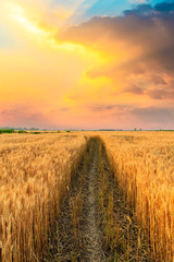 Field road and yellow wheat fields at sunset - obrazy, fototapety, plakaty