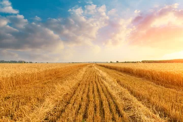 Fotobehang Wheat crop field sunset landscape © ABCDstock