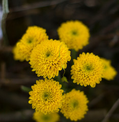 beautiful composition of yellow chrysanthemums on a blurred green background lit by a cheerful spring sun.
