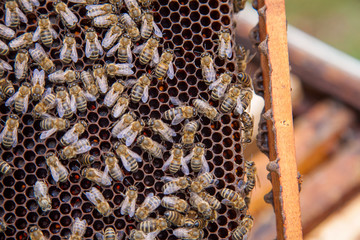 Working bees on honeycomb.