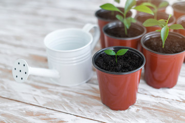 Green new plants in brown pots and white water can. Potted plants on white wooden background.