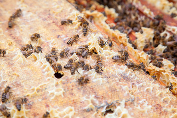 Close up view of the bees swarming on a honeycomb..
