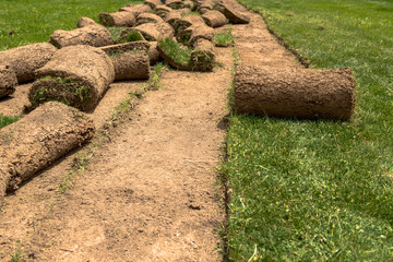 Gardener carpet applying turf rolls in the backyard