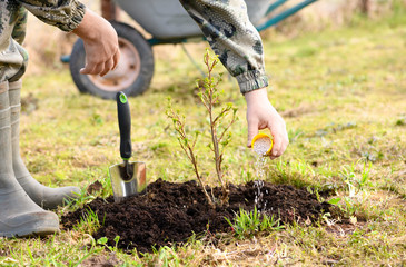 The gardener is introducing the nitrogen granulated fertilizer under the young bush of red currant in rural.