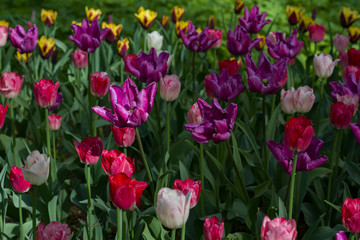 glade covered with many violet pink tulips