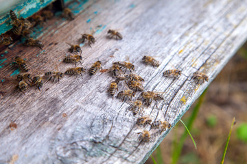 Swarming bees at the entrance of old beehive in apiary..