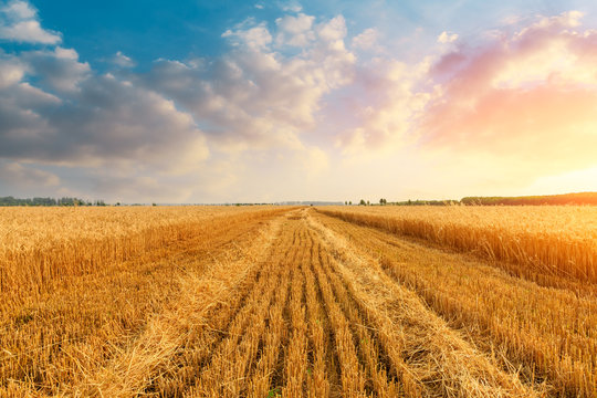 Wheat crop field sunset landscape