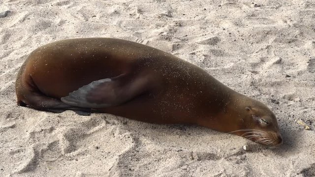 A sealion sleeps on the sandy beach at Galapagos islands